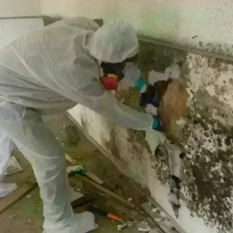 Mold Remediation and Removal in Fayetteville, TN